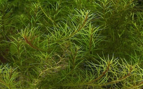 Bacopa myriophylloides okółkowa in vitro